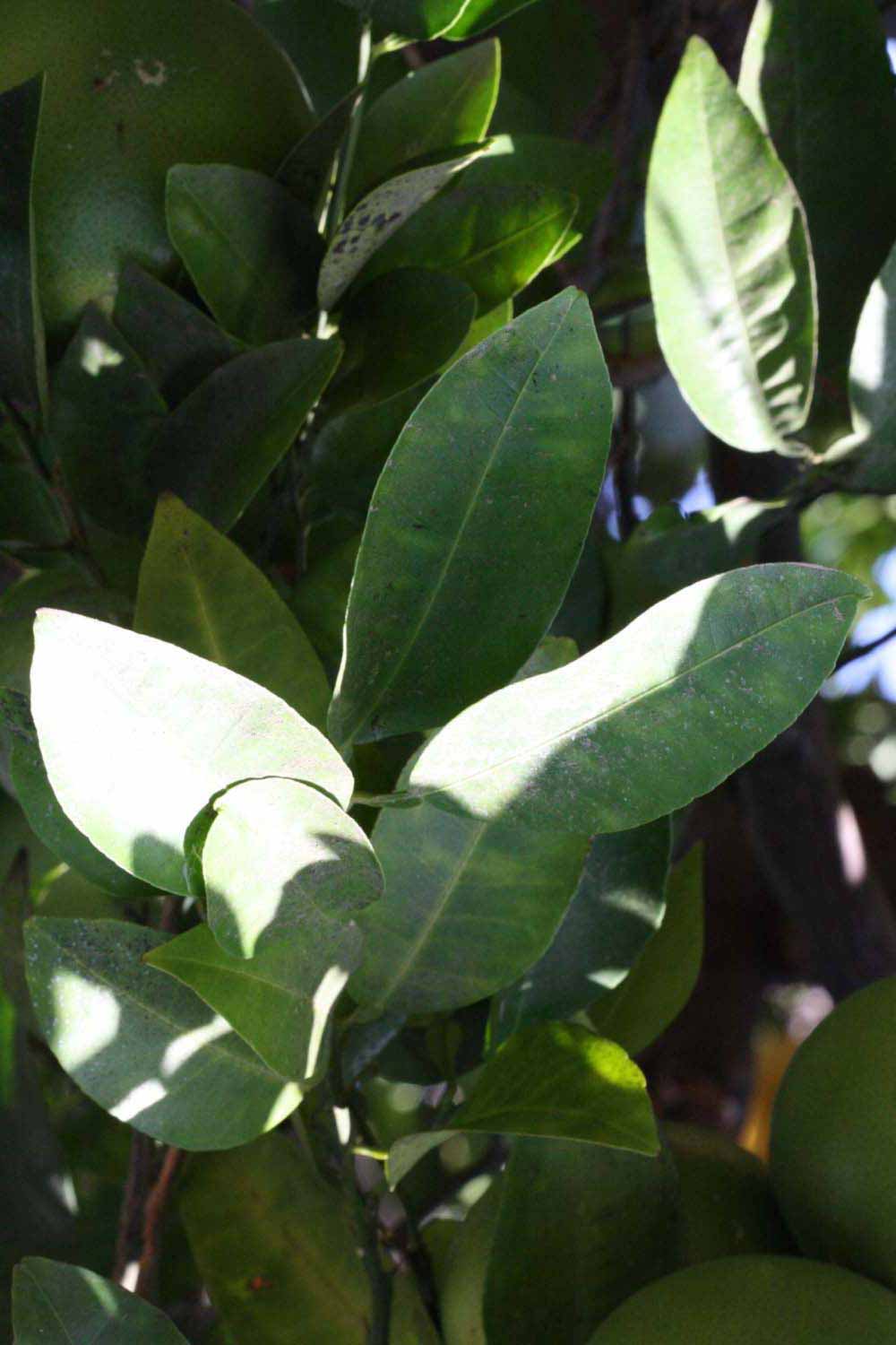              Shade leaves (Riverside, CA)       